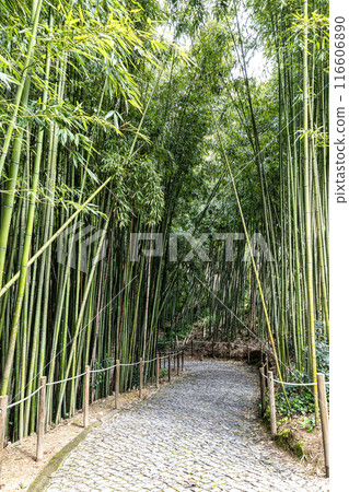 The Botanical Garden of the University of Coimbra in Portugal. The garden was founded in the 18th century 116606890