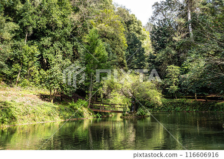 Big Lake, grande lago in ancient forest of Bussaco National Forest, in Luso, Aveiro in Portugal 116606916