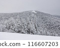 Winter Wonderland. Snow-Covered Trees and Frosty Mountain Vistas of Winter Majesty, with a Mont Tremblant Ski Slope Looming in the Distance 116607203