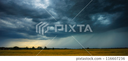 Dramatic storm clouds over wheat field, creating threatening atmosphere in countryside Dramatic storm clouds over wheat field, creating threatening atmosphere in countryside 116607236