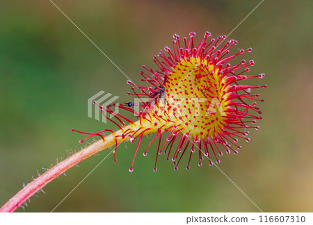 Detailed closeup view of a Sundew plant featuring vibrant red tentacles covered in dew drops Detailed closeup view of a Sundew plant featuring vibrant red tentacles covered in dew drops 116607310