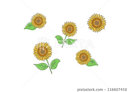 Simple sunflower illustration Simple sunflower illustration 116607458