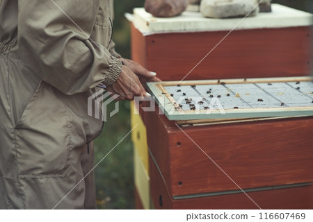 Beekeeper is working with bees and beehives on the apiary. Beekeeper is working with bees and beehives on the apiary. 116607469