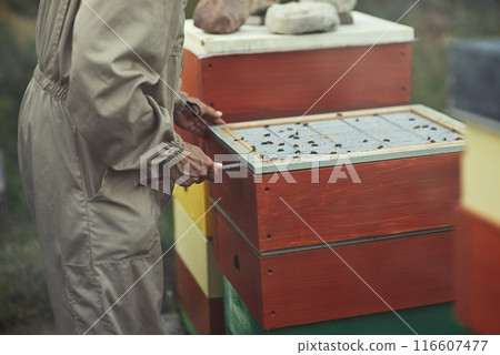 Beekeeper is working with bees and beehives on the apiary. 116607477