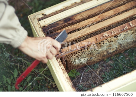 Beekeeper is working with bees and beehives on the apiary. 116607500
