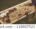 Beekeeper is working with bees and beehives on the apiary. 116607521
