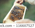 Beekeeper is working with bees and beehives on the apiary. 116607527