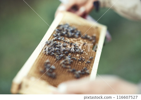 Beekeeper is working with bees and beehives on the apiary. 116607527