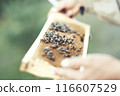Beekeeper is working with bees and beehives on the apiary. 116607529