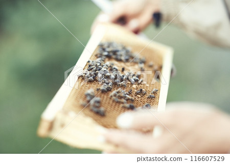 Beekeeper is working with bees and beehives on the apiary. 116607529