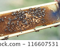 Beekeeper is working with bees and beehives on the apiary. 116607531
