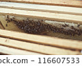 Beekeeper is working with bees and beehives on the apiary. 116607533