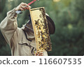 Beekeeper is working with bees and beehives on the apiary. 116607535