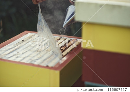 Beekeeper is working with bees and beehives on the apiary. Beekeeper is working with bees and beehives on the apiary. 116607537