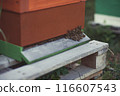Beekeeper is working with bees and beehives on the apiary. 116607543