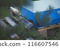 Beekeeper is working with bees and beehives on the apiary. 116607546