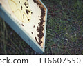 Beekeeper is working with bees and beehives on the apiary. 116607550