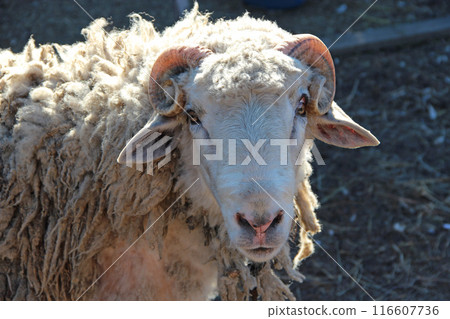 Ram looking. Head of ram closeup. Domestic animal Ram looking. Head of ram closeup. Domestic animal 116607736