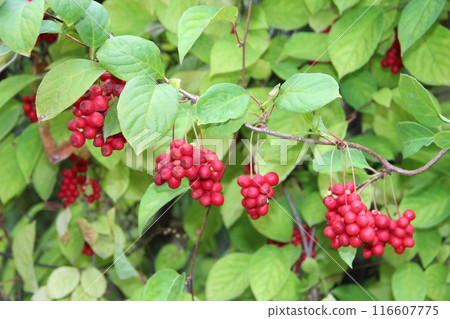 Branches of red schisandra hanging in row. Bunches of ripe schizandra 116607775