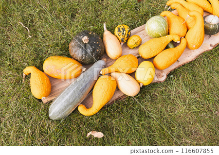 Assorted Squashes and Gourds on Grass Autumn Harvest Seasonal Vegetables. Assorted Squashes and Gourds on Grass Autumn Harvest Seasonal Vegetables. 116607855