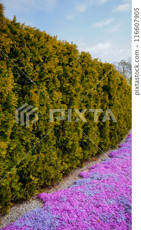 Summer phlox and fir in the garden border 116607905