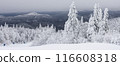 Serene Snowy Scene: Vast Winter Forest with Frosted Trees and Distant Mountains in Winter Wonderland 116608318