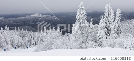 Serene Snowy Scene: Vast Winter Forest with Frosted Trees and Distant Mountains in Winter Wonderland 116608318