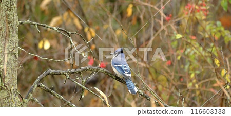 冠藍鴉棲息在樹枝上 116608388