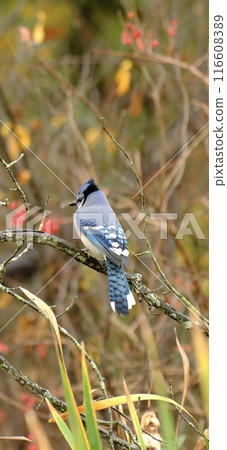 冠藍鴉棲息在樹枝上 116608389