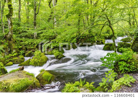Summer Oirase Stream Asura Stream Towada City, Aomori Prefecture Summer Oirase Stream Asura Stream Towada City, Aomori Prefecture 116608401