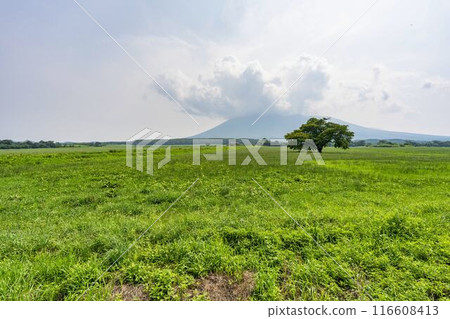 岩手縣八幡平市青神坊牧野夏季的孤櫻 116608413