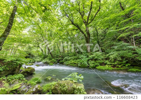 青森縣十和田市石角之莊夏季的奧入瀨溪流 116608423