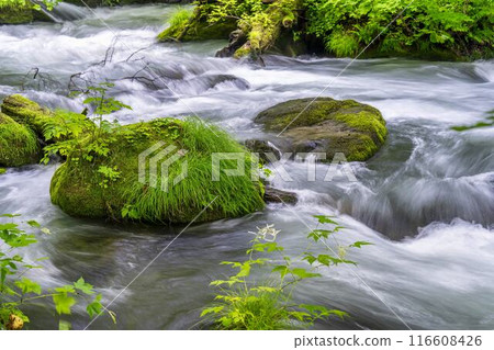 青森縣十和田市石角之莊夏季的奧入瀨溪流 116608426