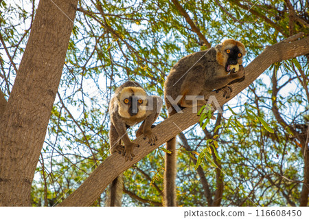 Red-bellied Lemur - Eulemur rubriventer, Cute primate. 116608450