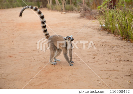 ring-tailed lemur, Lemur catta at Madagascar 116608452