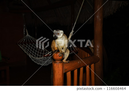 Lemur mischiefs on veranda bungalow and waits for food Lemur mischiefs on veranda bungalow and waits for food 116608464