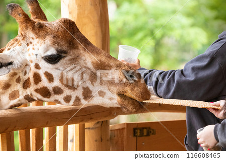 young unrecognizable women hand feeding giraffe young unrecognizable women hand feeding giraffe 116608465