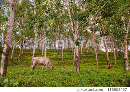 Sri Lankan red cow grazes on green grass in a rubber grove Sri Lankan red cow grazes on green grass in a rubber grove 116608467