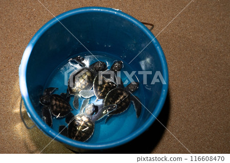 Baby turtle in a farm. Top view Baby turtle in a farm. Top view 116608470