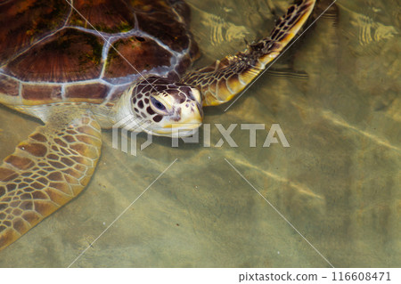 Baby turtle in a farm Baby turtle in a farm 116608471