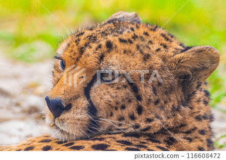 cheetah resting on green grass, very close eye contact. cheetah resting on green grass, very close eye contact. 116608472