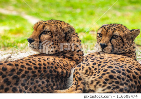 two cheetahs are resting nearby on the green grass, close up 116608474