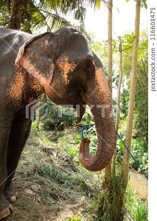 large Asian elephant with specific skin color, large Asian elephant with specific skin color, 116608475