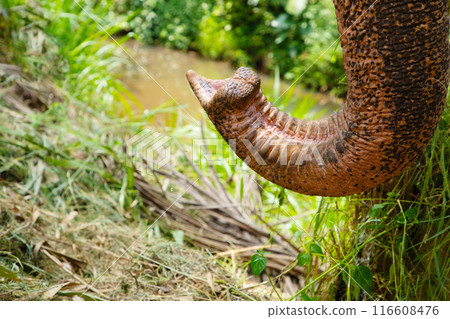 Elephant skin texture abstract background, Asian elephants skin texture, Close up asian elephant reveals the texture of the animal skin. 116608476