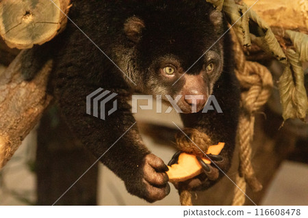 cute wild bear cuscus aulirops ursinus arboreal against blure background. cute wild bear cuscus aulirops ursinus arboreal against blure background. 116608478