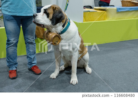 a big beautiful St. Bernard dog with a barrel around his neck next to his human a big beautiful St. Bernard dog with a barrel around his neck next to his human 116608480