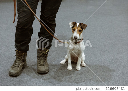 Jack russel terrier with woman 116608481