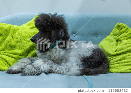 beautiful well-groomed gray and white poodle 116608482