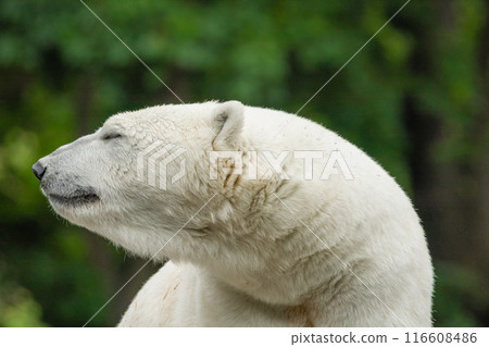 Polar Bear takes a rest 116608486