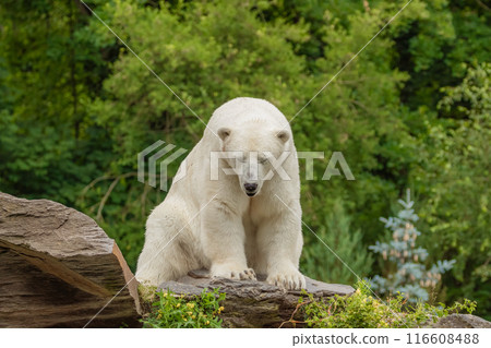 Polar Bear takes a rest 116608488
